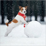 Photographic Fun Animals Boxed Christmas Cards