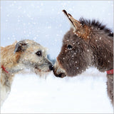 Photographic Fun Animals Boxed Christmas Cards