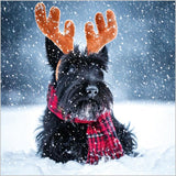 Pack Of 7 Charity Christmas Cards - Jolly Scottish Terrier