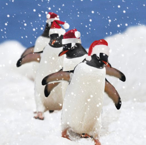 Penguins In Santa Hats