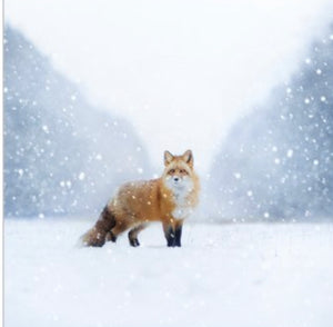 Fox In Snowy Landscape
