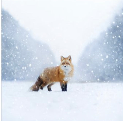 Fox In Snowy Landscape