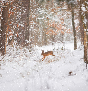 Hare Running In A Snowy Forest